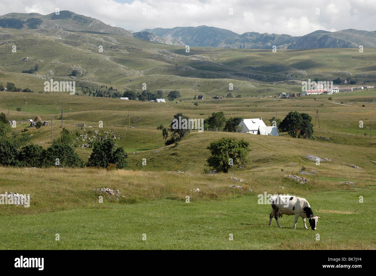 Eine schwarz-weiße Kuh, die auf dem Land und in den Bergen im Dorf TRSA in der Durmitor-Region von Montenegro grast. Stockfoto