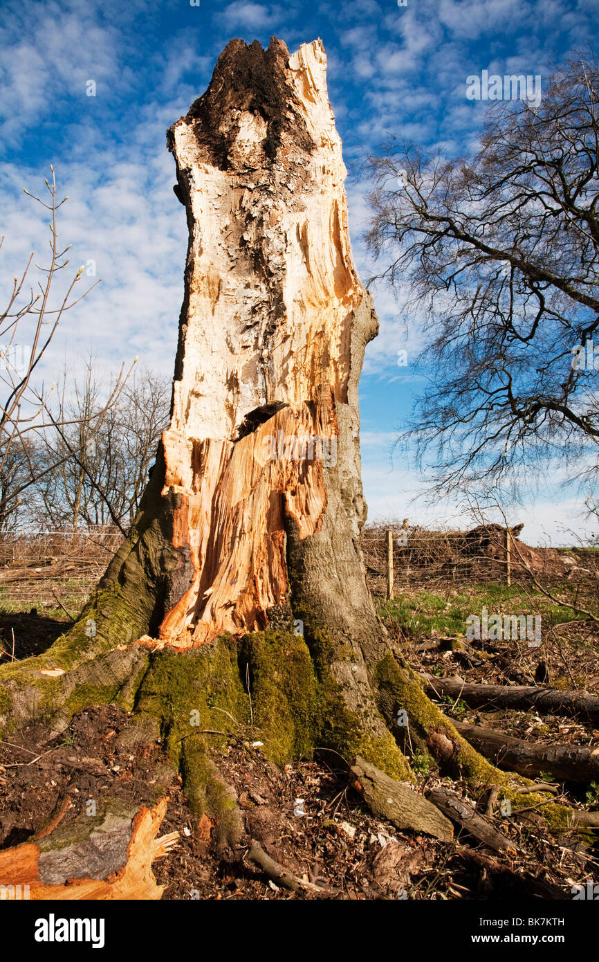 Einen alten faulen Baum aus Sicherheitsgründen abgerissen und in Stücke gebrochen. Stockfoto