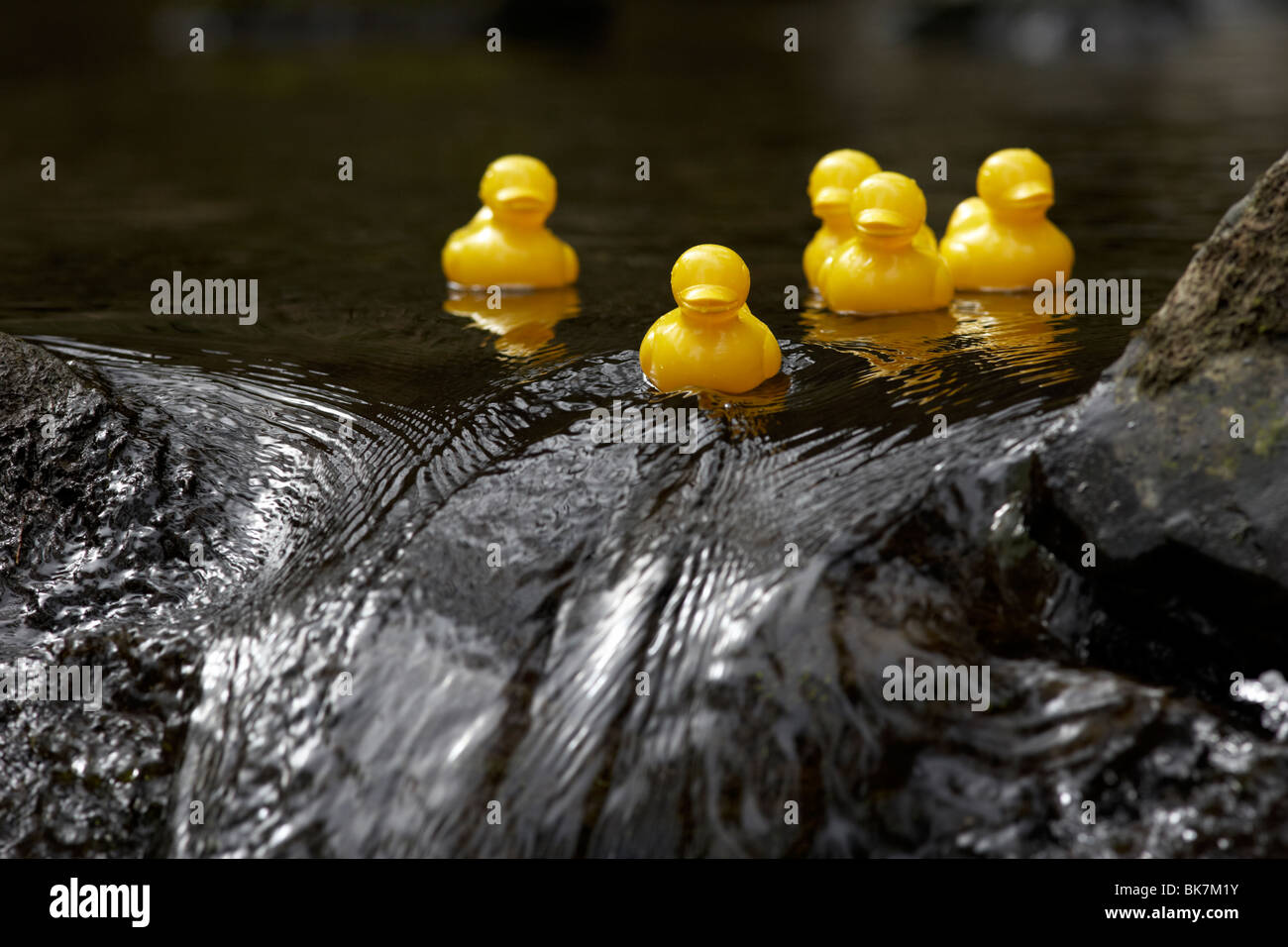 gelbe Plastikspielzeug Enten auf einem schnell fließenden Fluss gehen über Felsen im Vereinigten Königreich Stockfoto