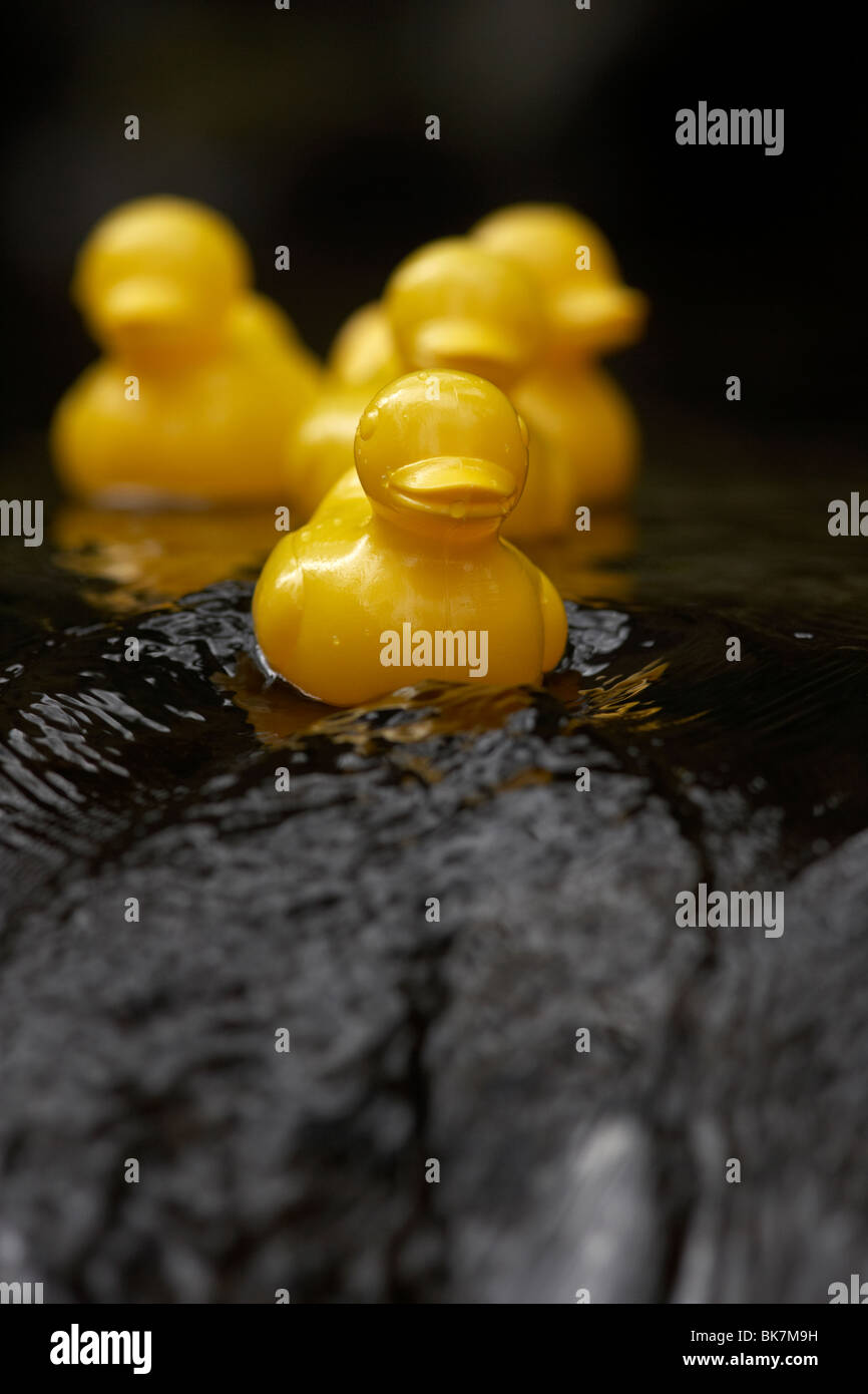 gelbe Plastikspielzeug Enten auf einem schnell fließenden Fluss im Vereinigten Königreich Stockfoto