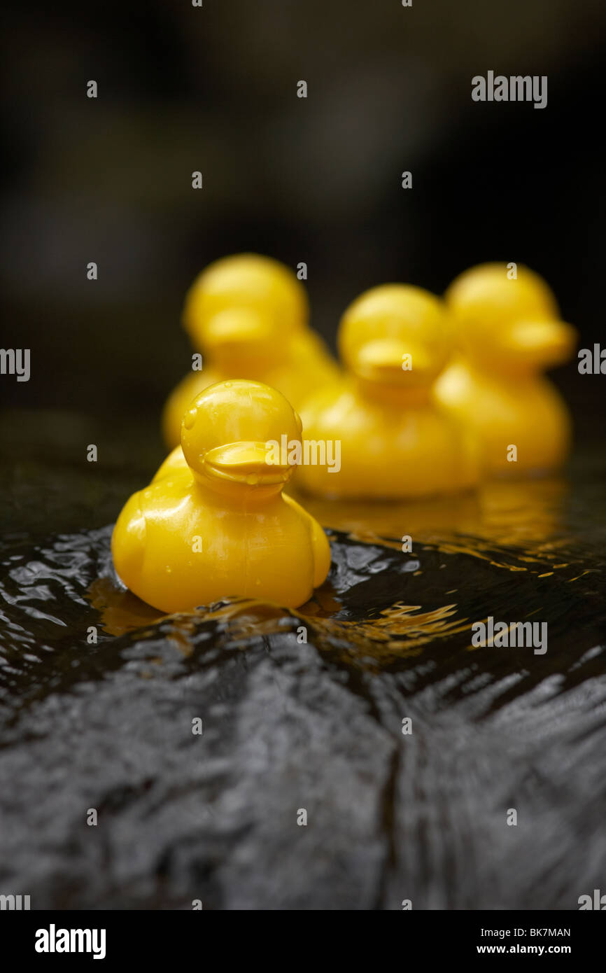 gelbe Plastikspielzeug Enten auf einem schnell fließenden Fluss im Vereinigten Königreich Stockfoto