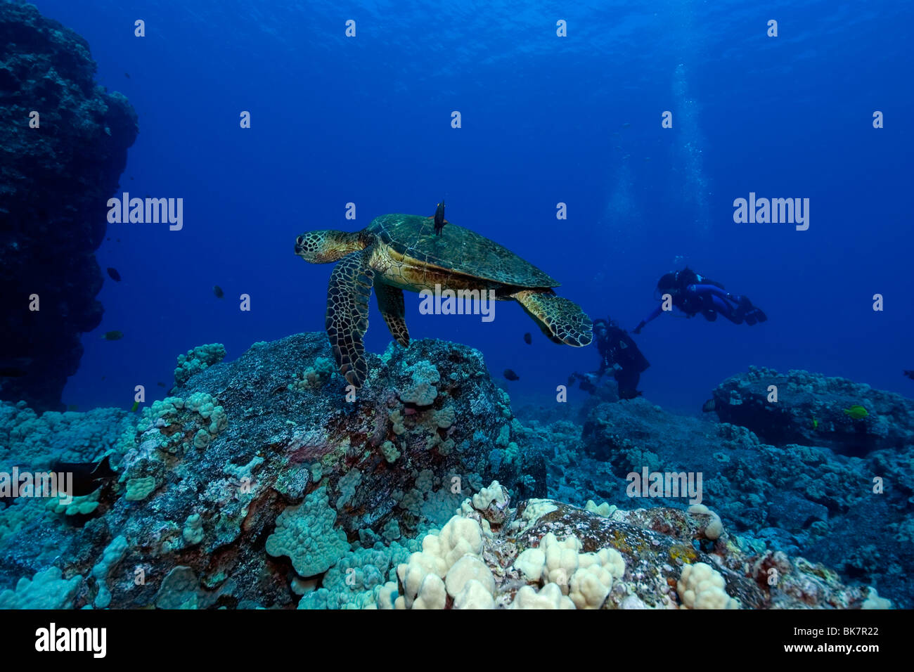 Grüne Meeresschildkröte, Chelonia Mydas und Taucher, Kailua-Kona, Hawaii, (N. Pacific) Stockfoto