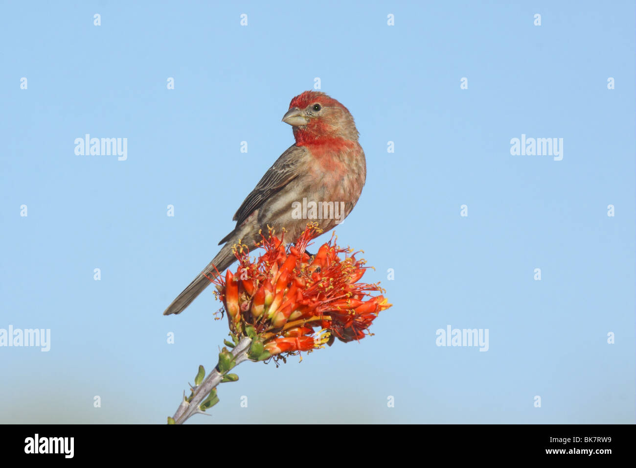 Haus Fink männlich auf Ocotillo Blumen. Fringillidae Stockfoto