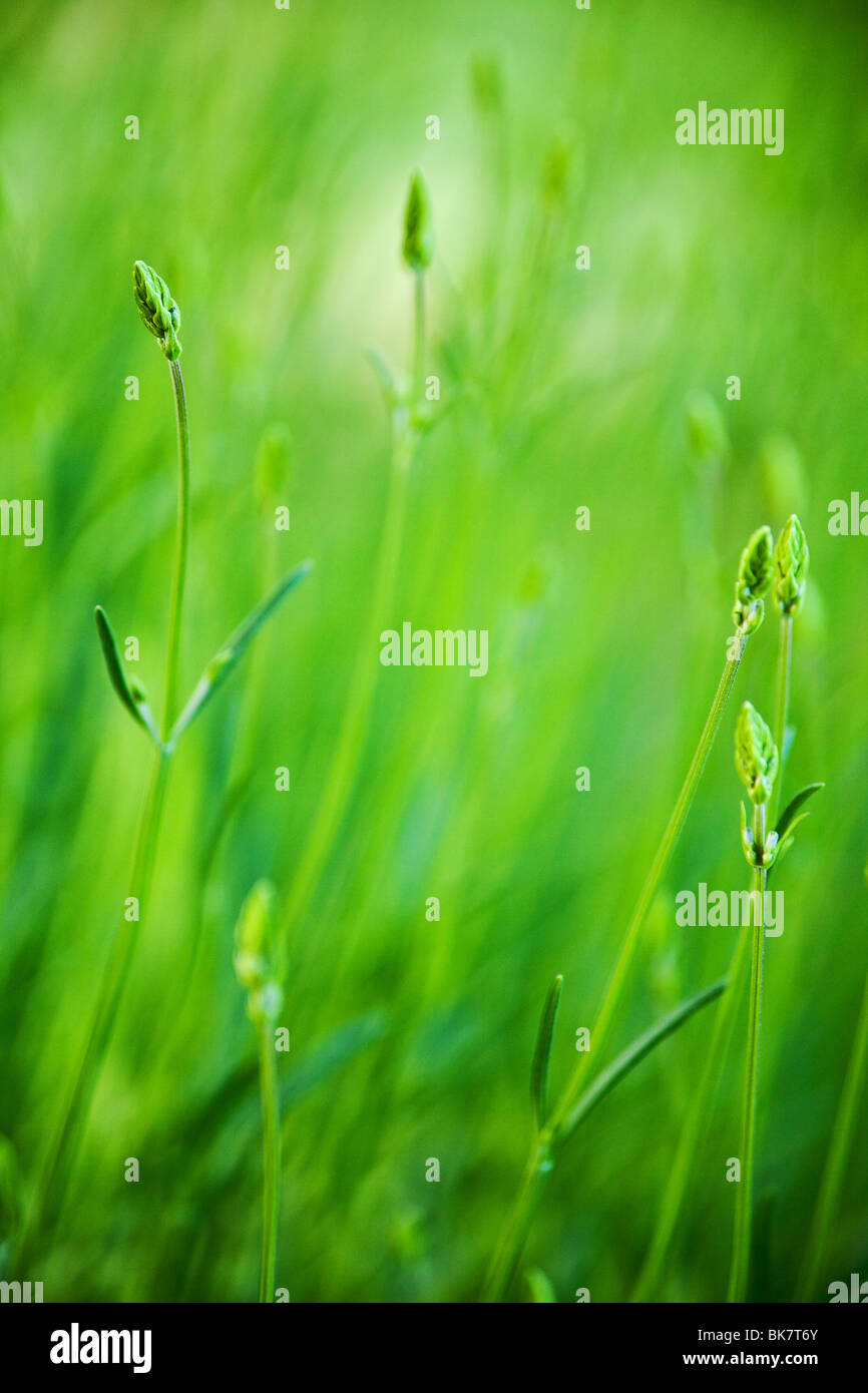 grünen Rasen Feld Hintergrund mit selektiven Fokus Stockfoto