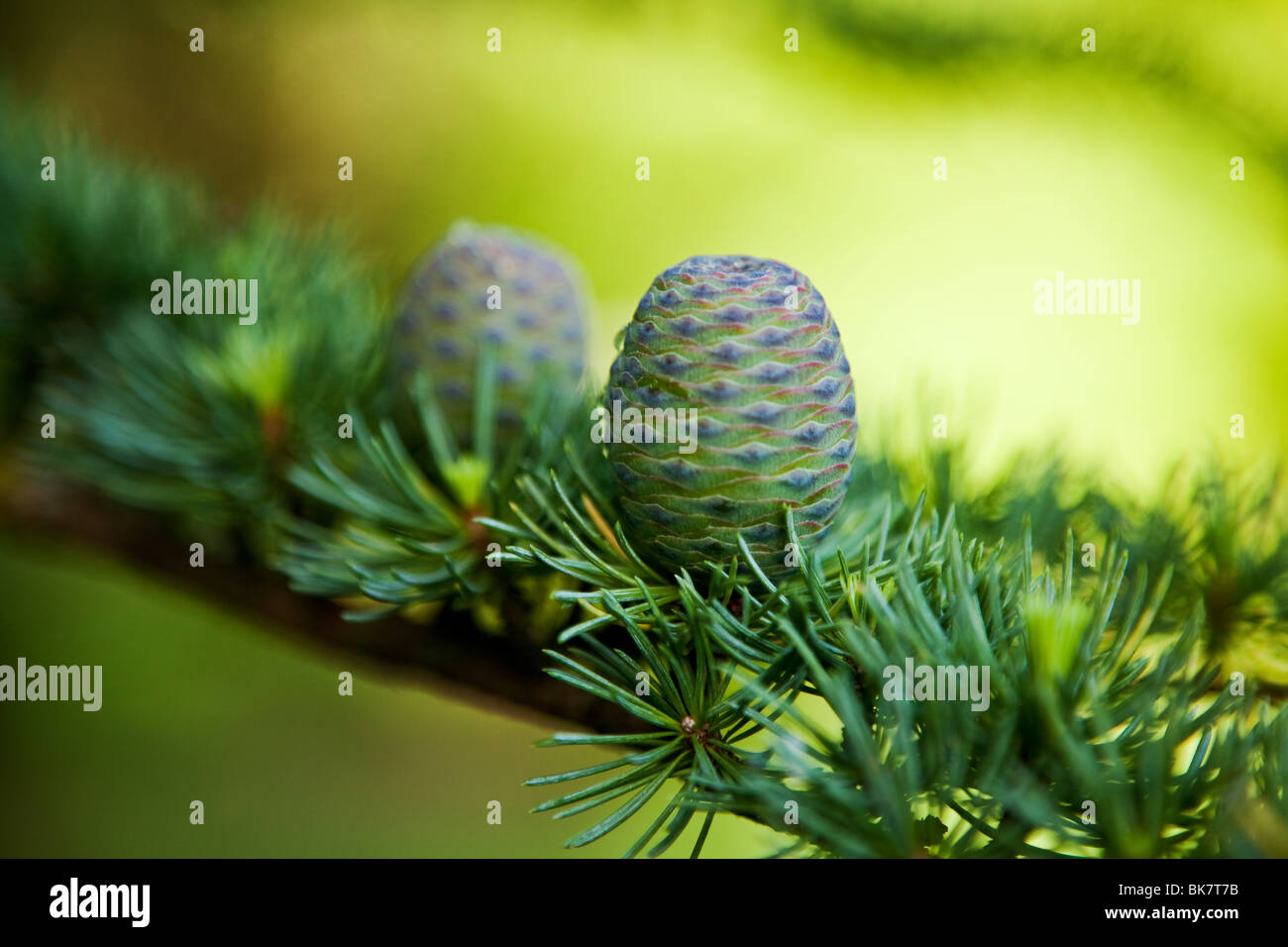 Tannenzapfen und immergrünen Baum Hintergrund Stockfoto