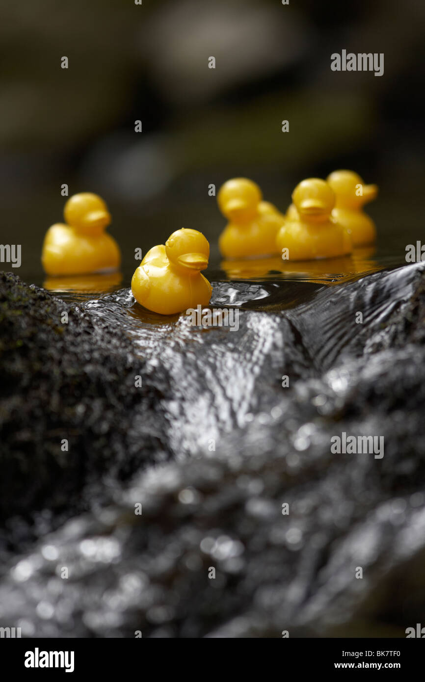 gelbe Plastikspielzeug Enten auf einem schnell fließenden Fluss gehen über Felsen im Vereinigten Königreich Stockfoto