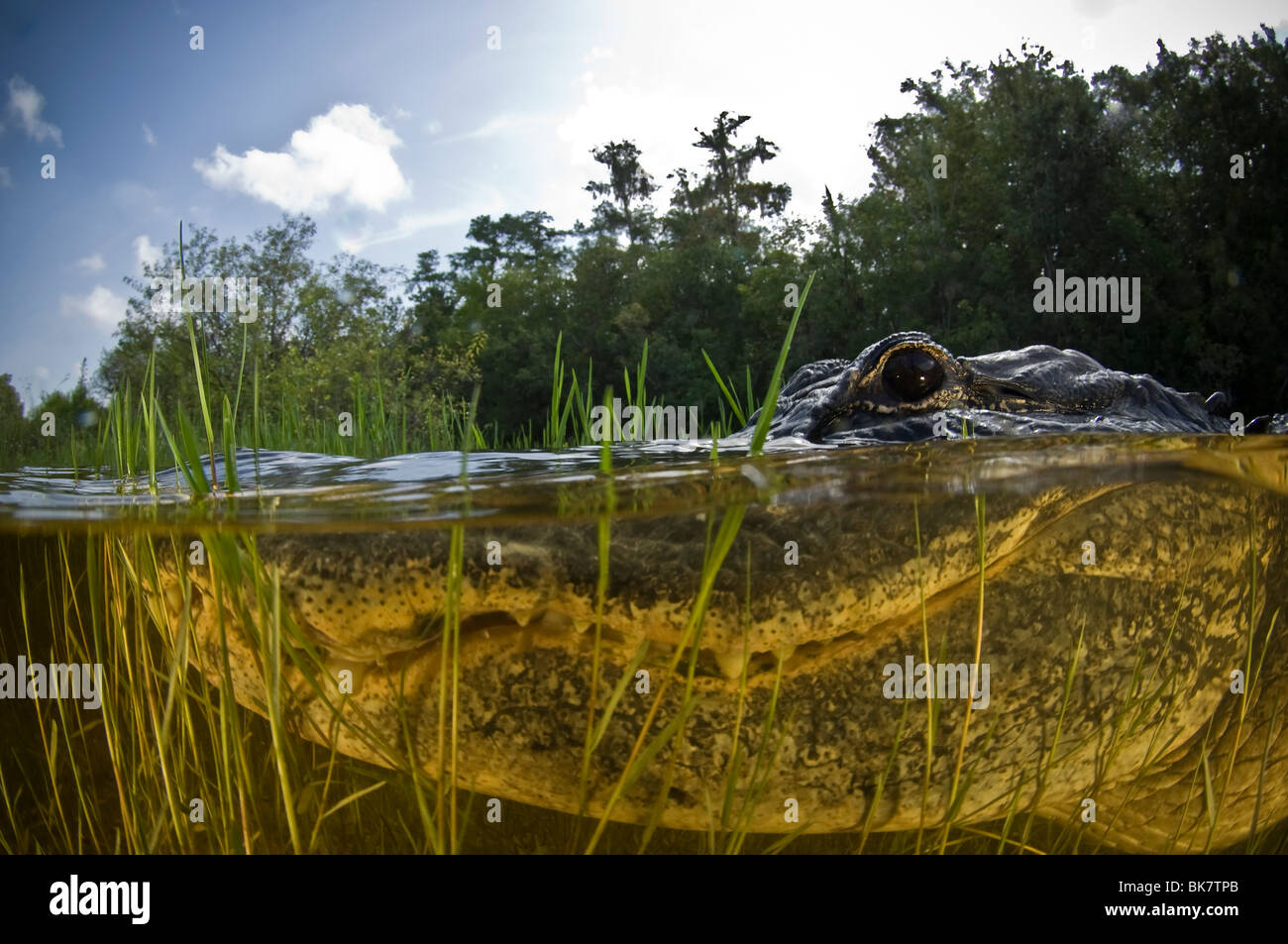 Amerikanischer Alligator unter Wasser split-Bild Stockfoto