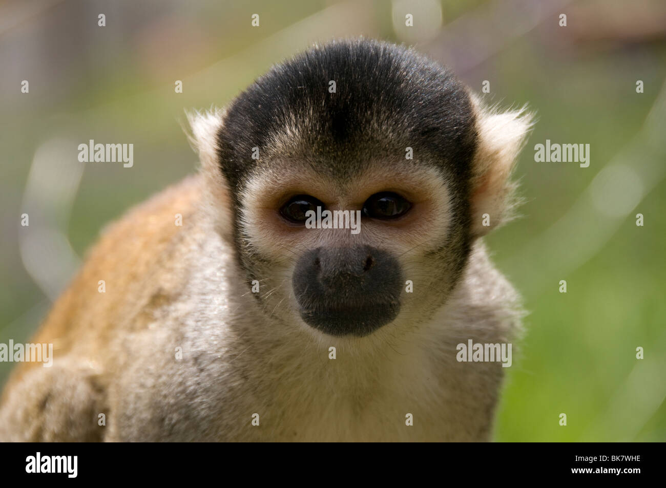 Totenkopfaffen I(Saimiri sciureus) im Amazonas, Peru Stockfoto