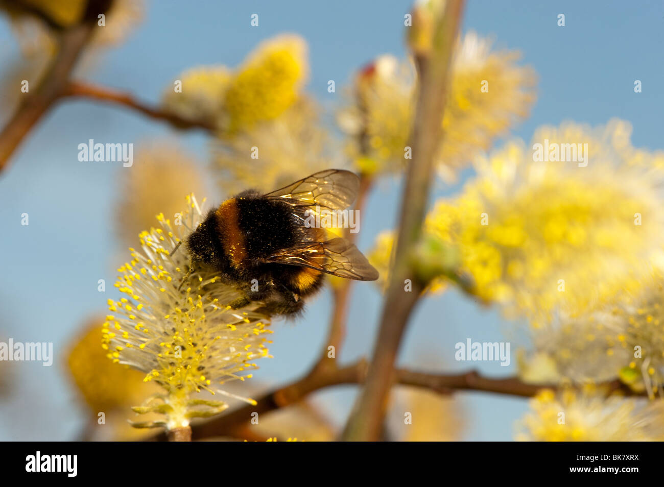 Hummel auf männlichen fahl Kätzchen. Stockfoto