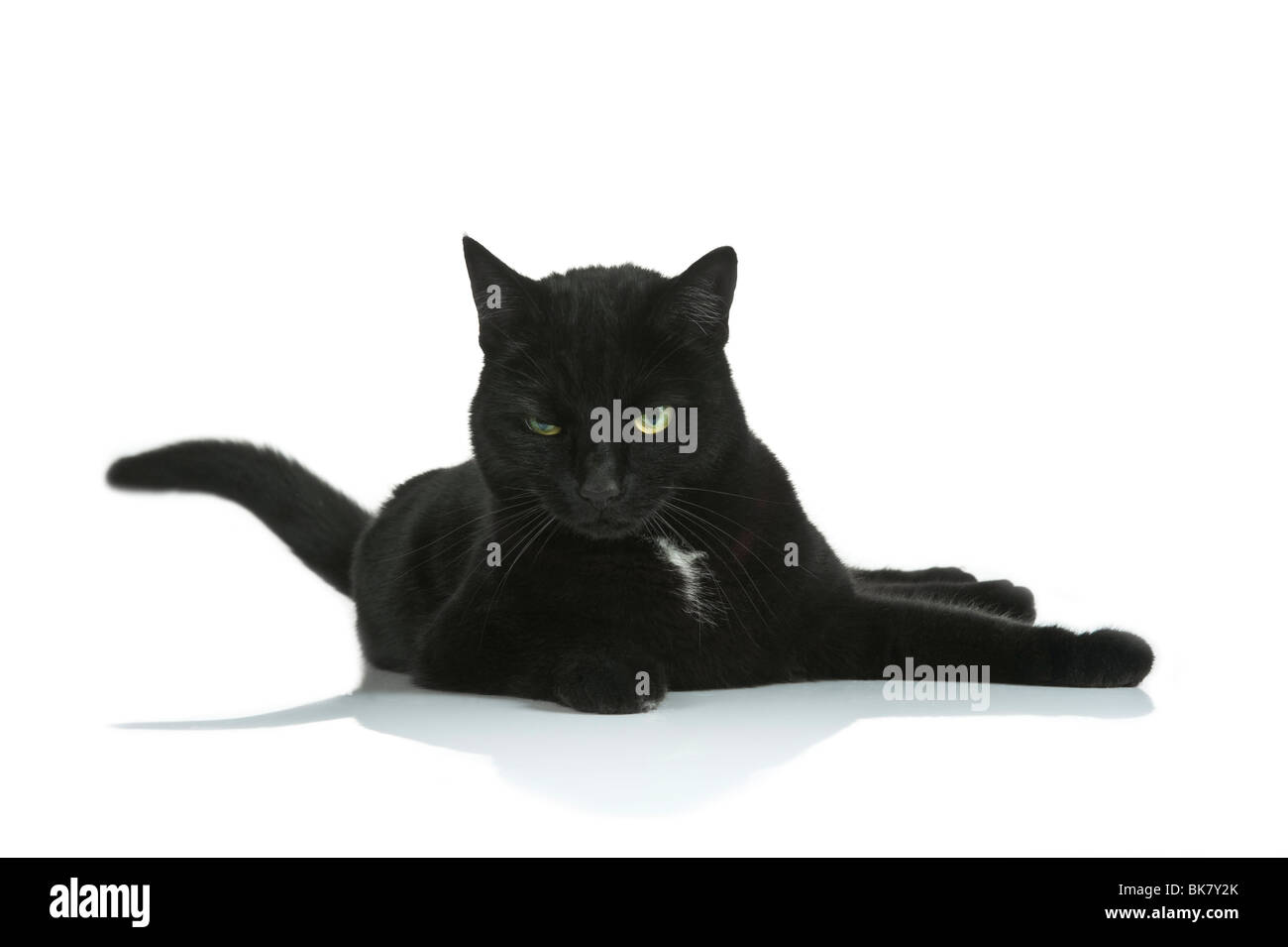 Eine schwarze Katze mit einem wütenden eklatante Look vor dem Hintergrund von reinem weiß (255). Stockfoto