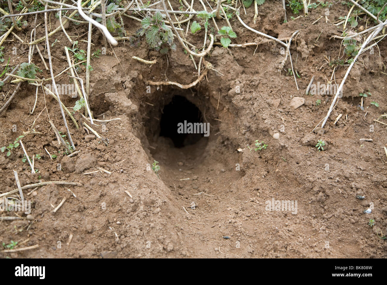 Flugloch zum Kaninchenbau Stockfotografie Alamy