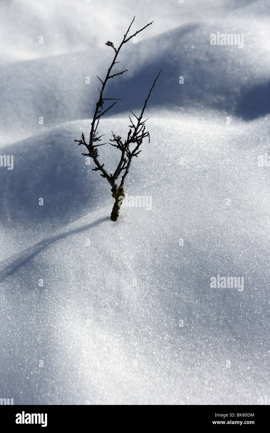 getrockneten Zweig wie einsame Baum Metapher Schnee Winter Wüste Stockfoto