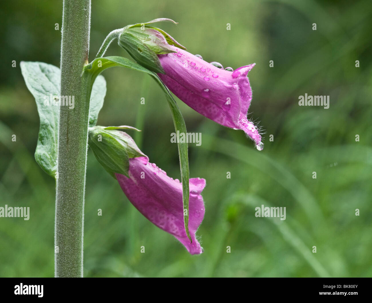 Fingerhut (Digitalis Purpurea) Stockfoto