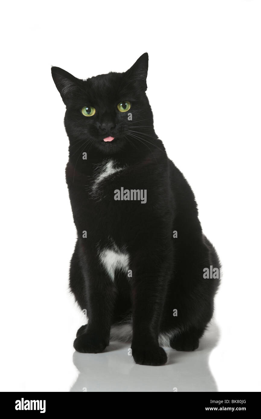Eine schwarze Katze vor einem Hintergrund von reinem weiß (255). Stockfoto