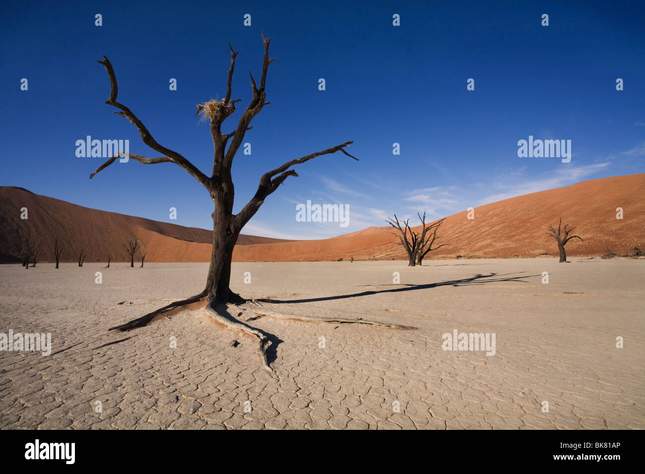 Verlassene Nest im Baum, Dead Vlei, Sossusvlei, Namib-Wüste, Namibia Stockfoto