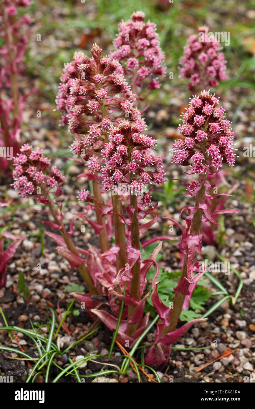 Blumen Pestwurz hautnah Petasites hybridus Stockfoto