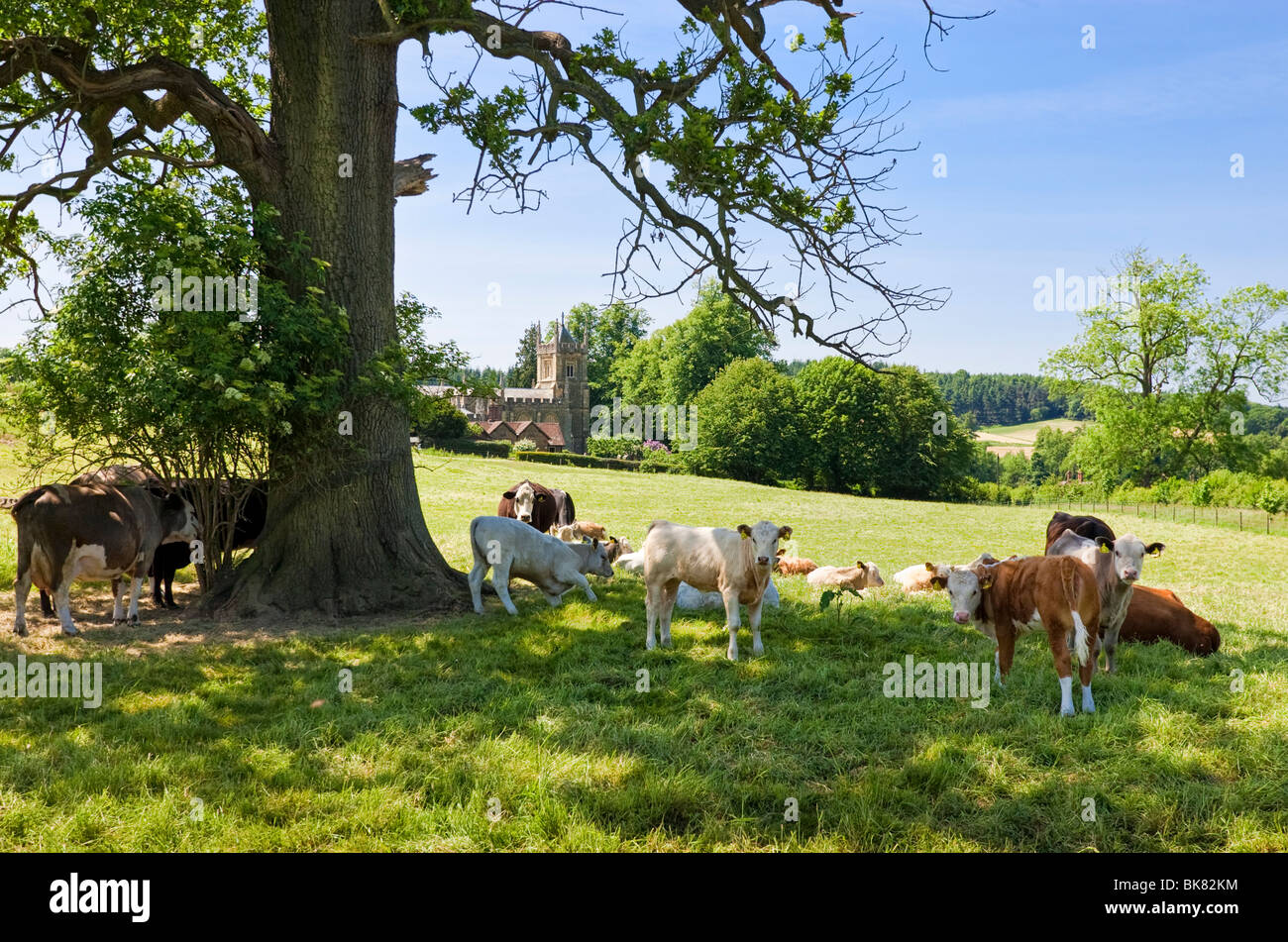 Surrey, England, UK - Dairy Kühe Beschattung von der Sommersonne in der Nähe von Albury mit Kirche im Hintergrund Stockfoto