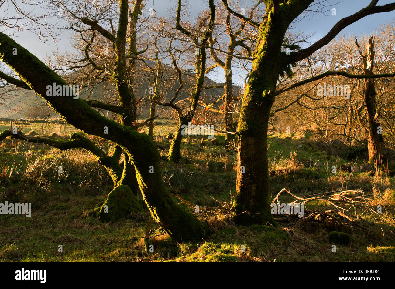 MOEL Hebog Berge durch Bäume in der Nähe von Beddgelert, Snowdonia, North Wales, UK Stockfoto
