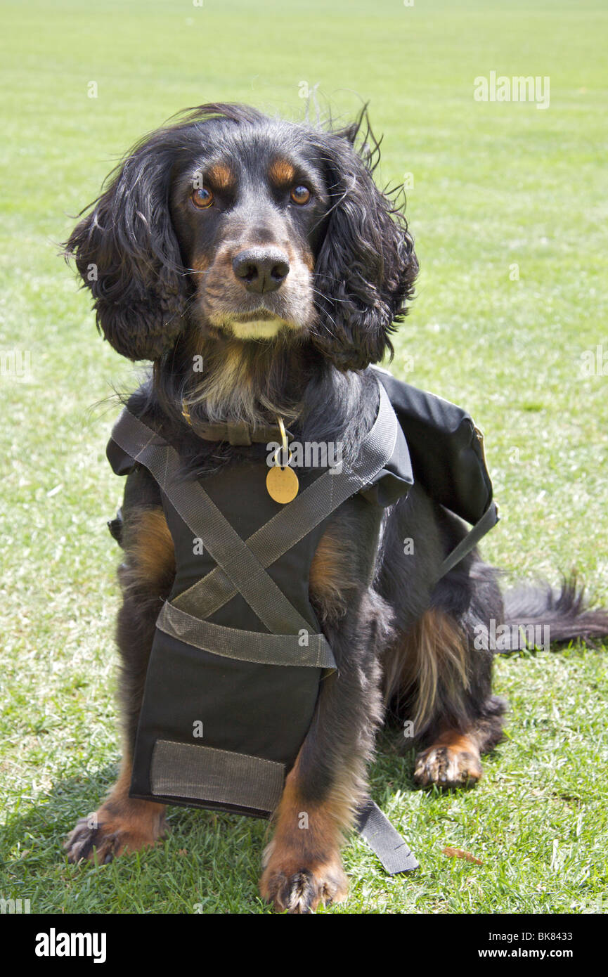 Cocker Spaniel Hund sitzt auf dem Rasen im Metropolitan Police Service (MPS) Sprengstoff Schutzmantel Stockfoto