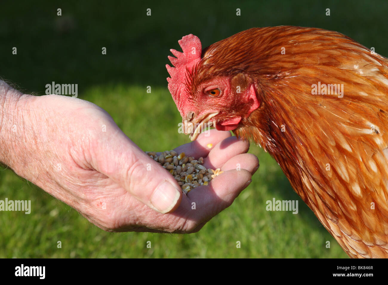 Eine Freilandhaltung Henne in einem Garten in Großbritannien. Stockfoto