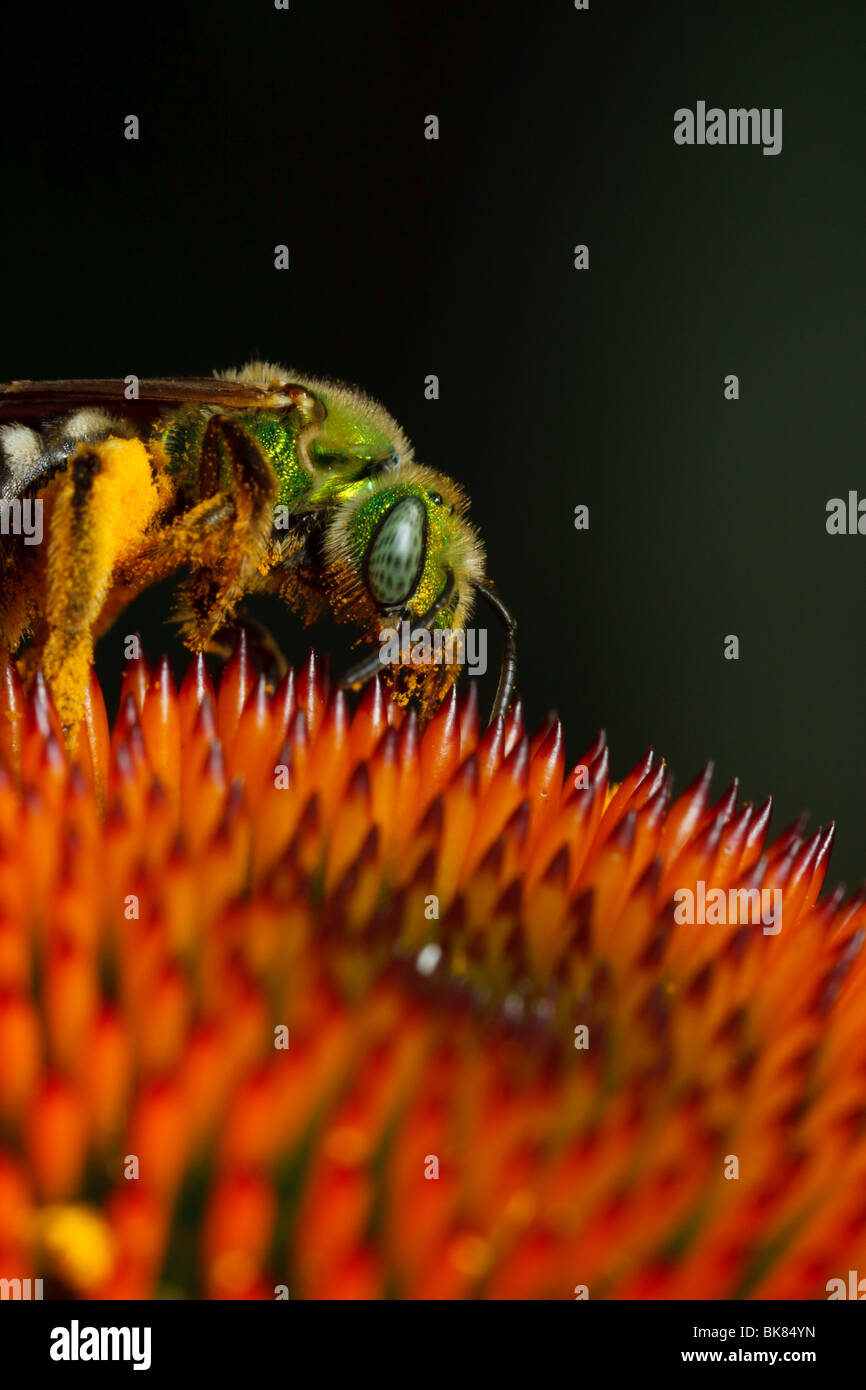 Eine grüne metallische Biene besucht eine Echinacea Blume um Pollen zu sammeln. Stockfoto