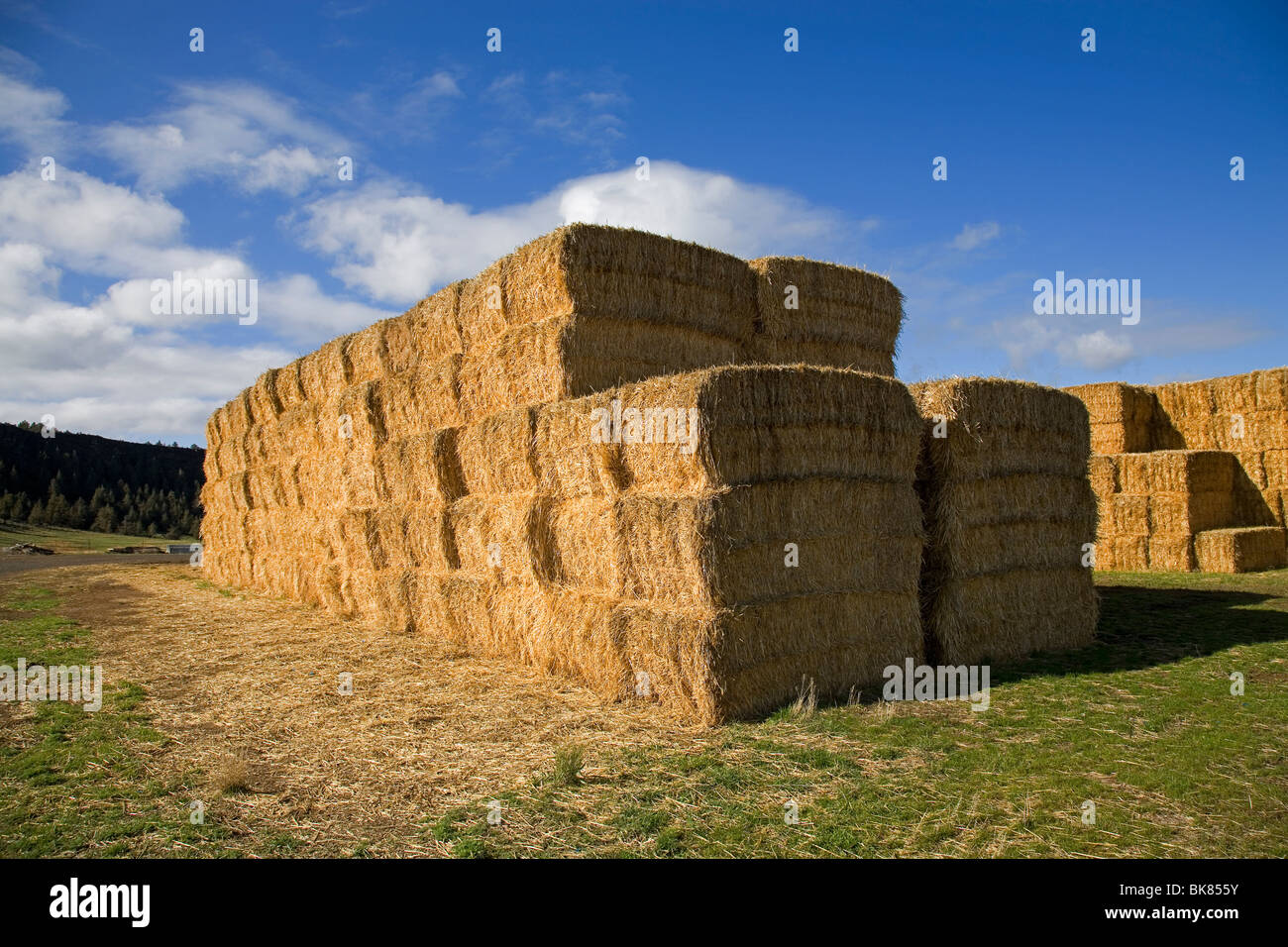 Großen Heuballen Rasen gestapelt auf eine große Rinderfarm Stockfoto