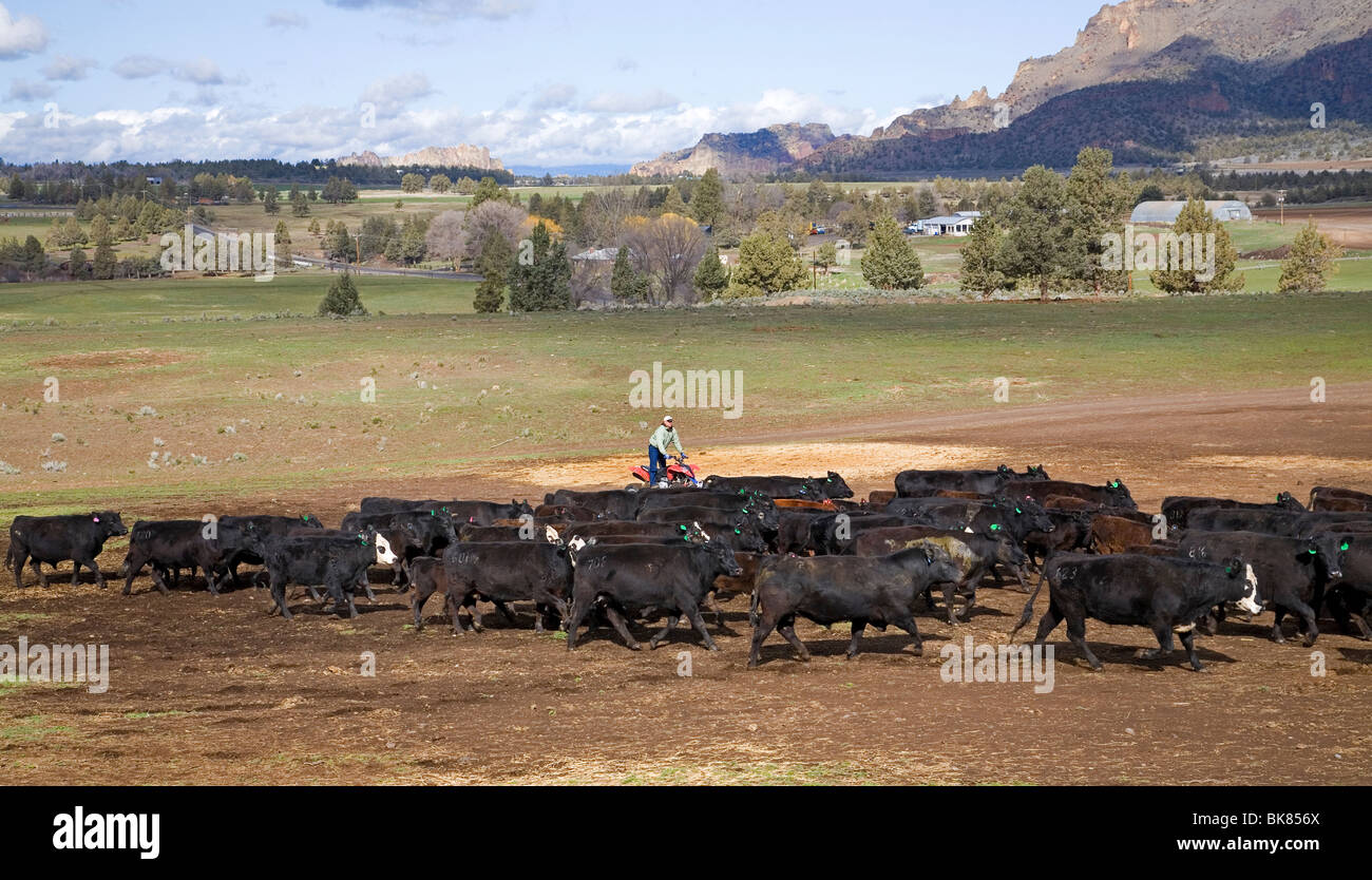 Ein moderner Cowboy auf einem ATV All Terrain Vehicle rundet eine Herde von Rindern für das branding auf eine große Rinderfarm in Zentral-Oregon Stockfoto