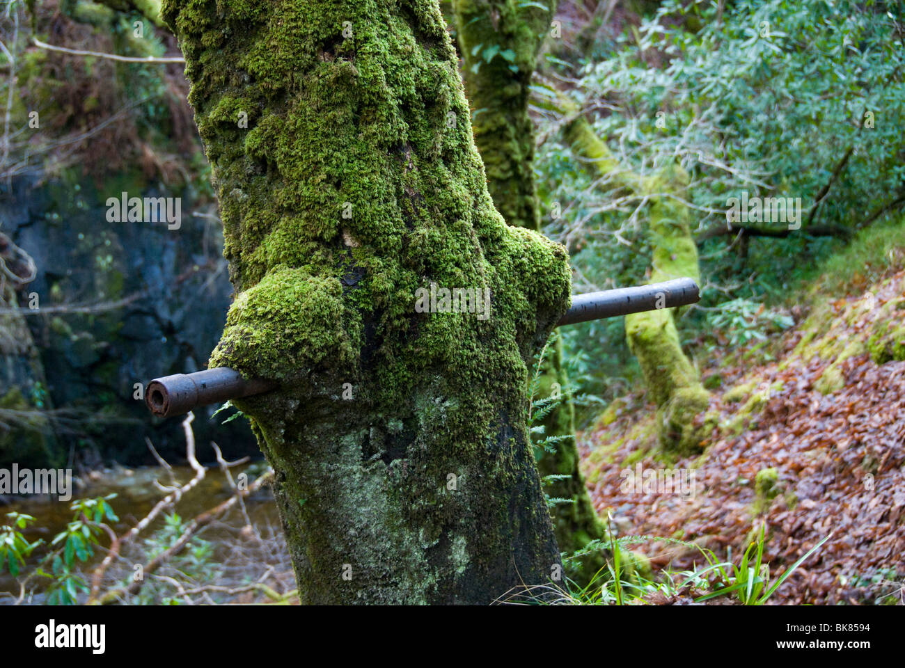 Alten Zaun Pfosten in einem Baumstamm, Coed-y-Brenin Wald nahe Ortszentrum, Snowdonia, North Wales, UK Stockfoto