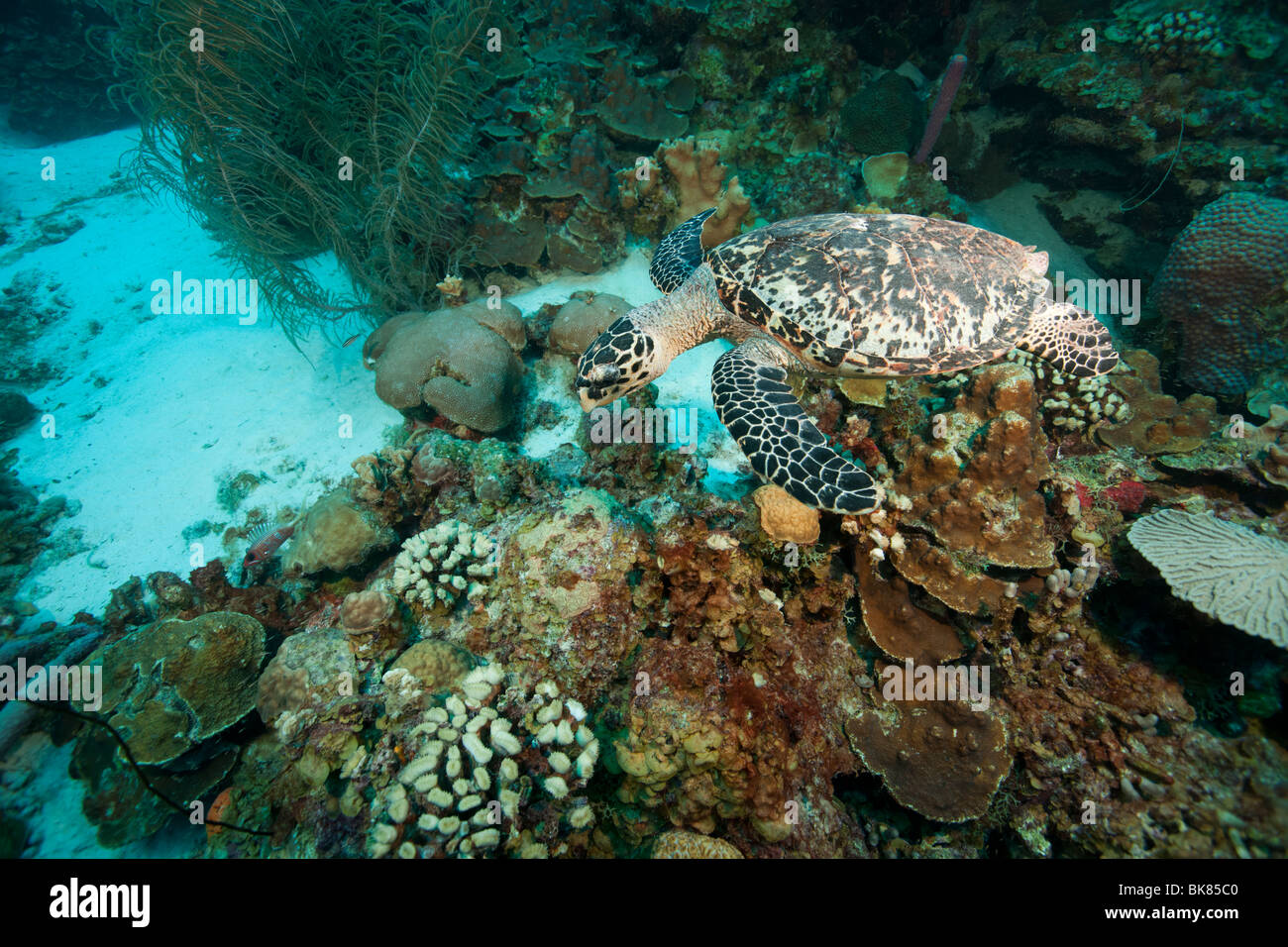 Atlantische Karettschildkröte (Eretmochelys Imbricata Imbricata) schwimmen über ein tropisches Korallenriff, Bonaire Niederländische Antillen. Stockfoto
