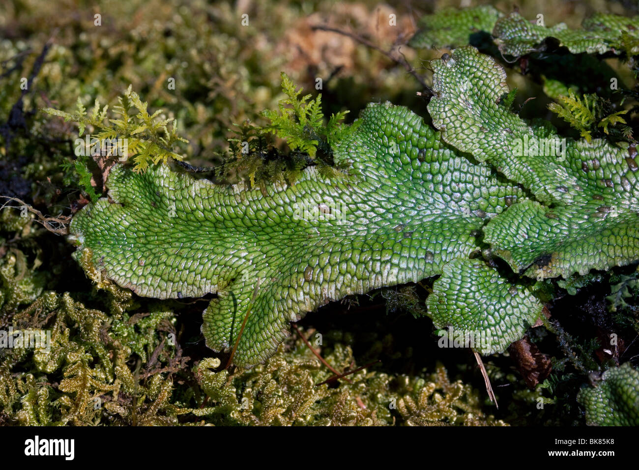 Liverworts (Marchantia), E Nordamerika, von Dembinsky Photo Assoc Stockfoto