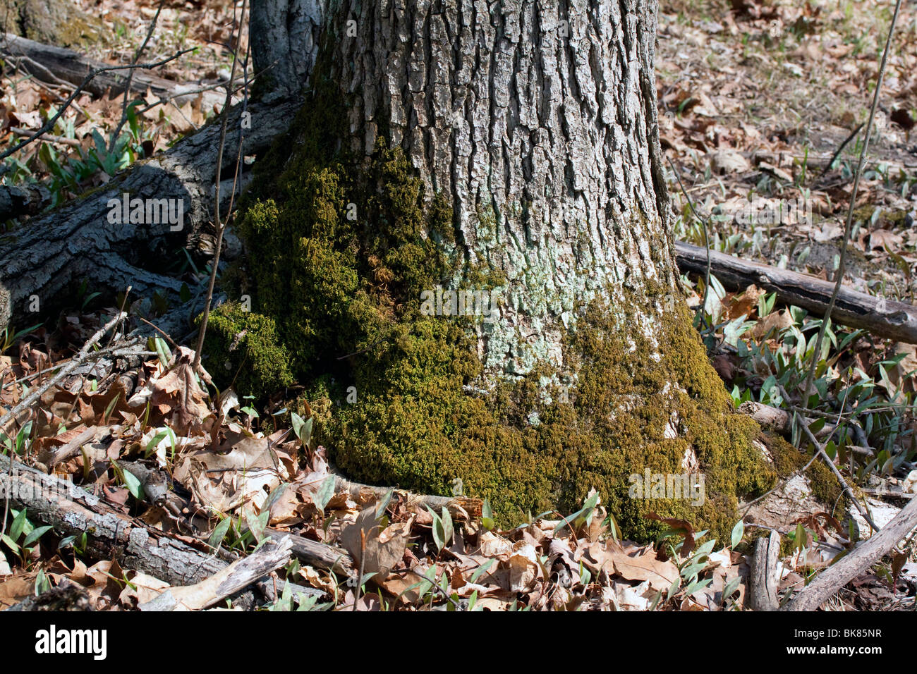 Teppich Moos wachsen auf Baumstamm östlichen Laubwald E USA, durch Dembinsky Foto Assoc Stockfoto