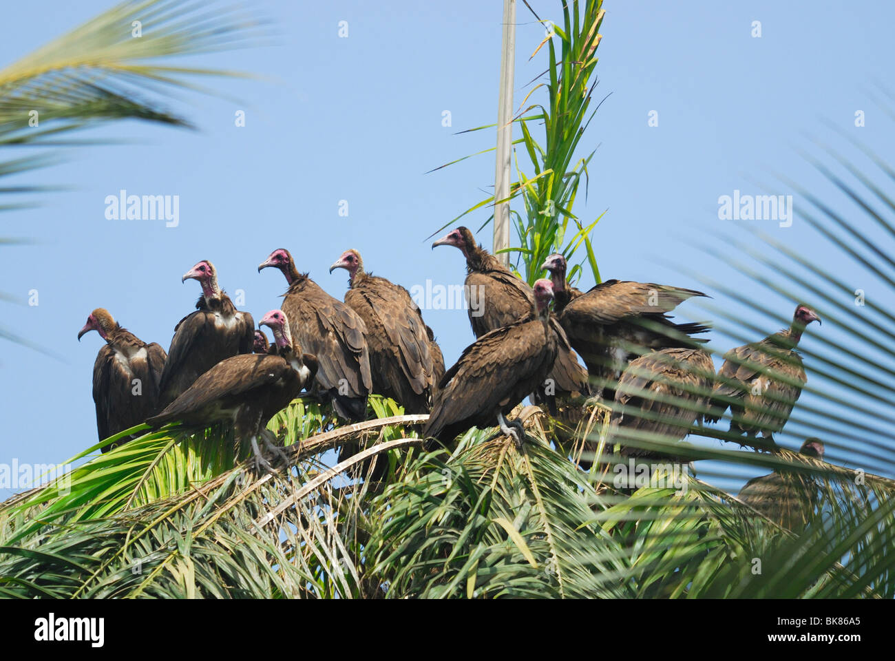 Eine Gruppe von mit Kapuze Geier (Necrosyrtes Monachus) gesammelt in einer Palme in Gambia, Westafrika Stockfoto