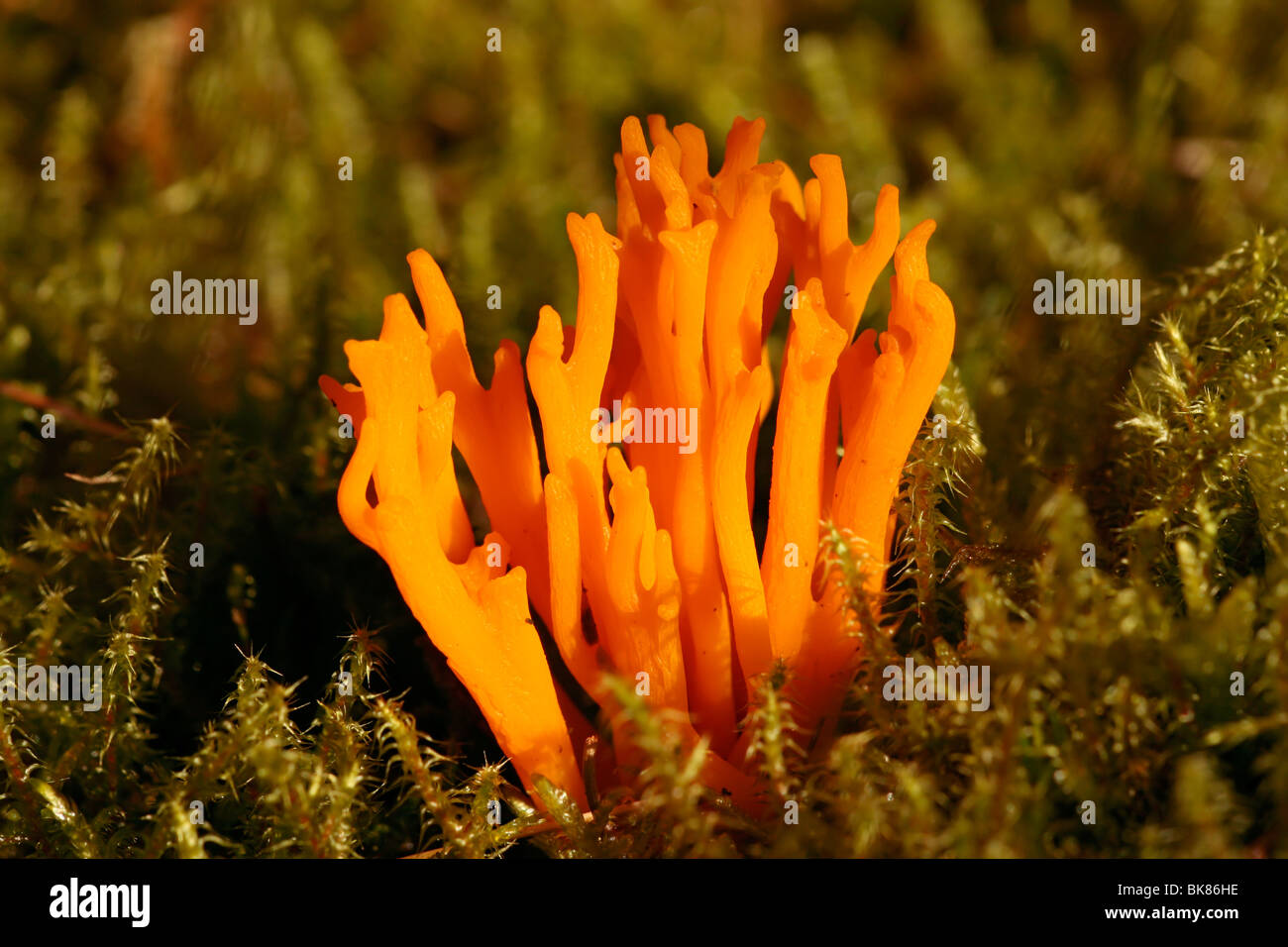 Gelbe Stimmgabel oder gelbe Stagshorn Pilz (Calocera Viscosa) Stockfoto