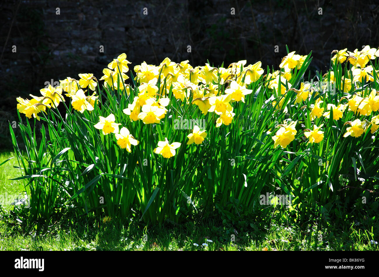 Narzissen im Garten, Thornbury Castle, Thornbury, Gloucestershire, England, Vereinigtes Königreich Stockfoto