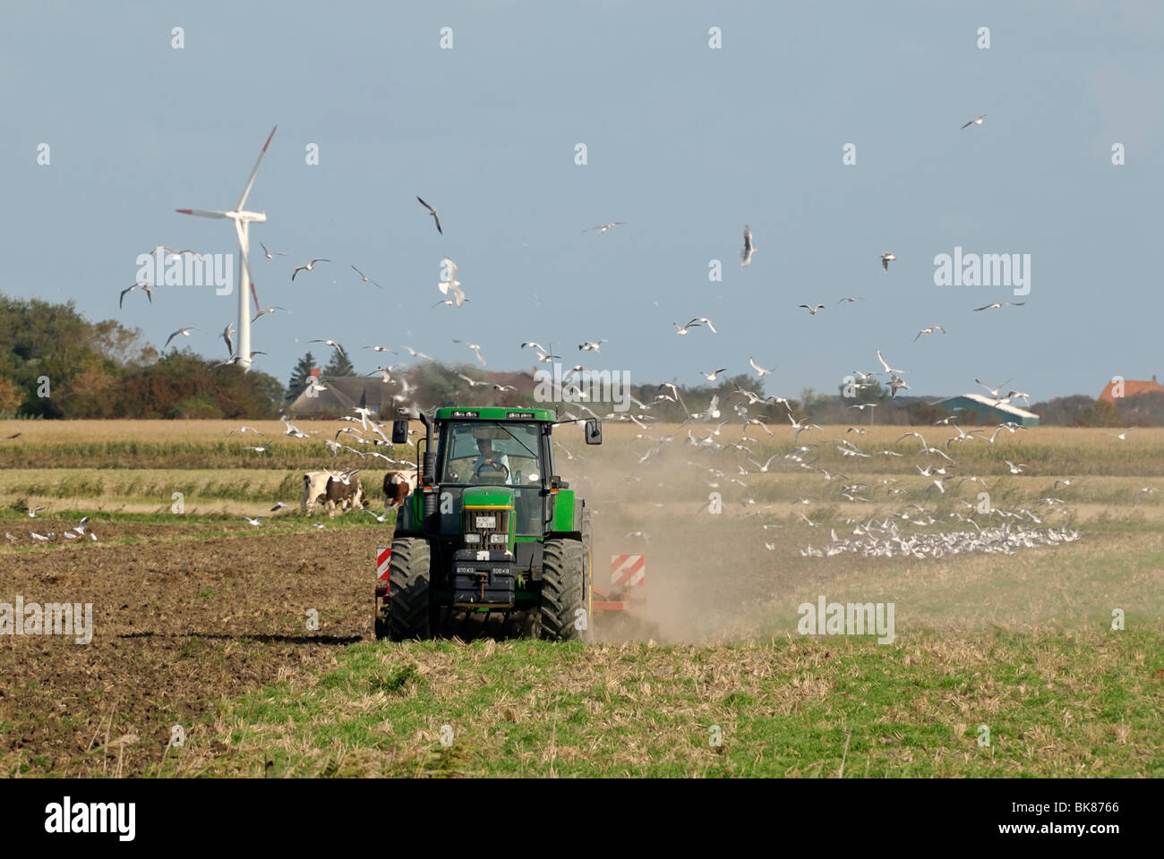 Bauer pflügt ein Feld, das eine Herde Möwen angezogen hat, Pellworm, Nordfriesland Kreis, Schleswig-Holstein, Deutschland, Stockfoto
