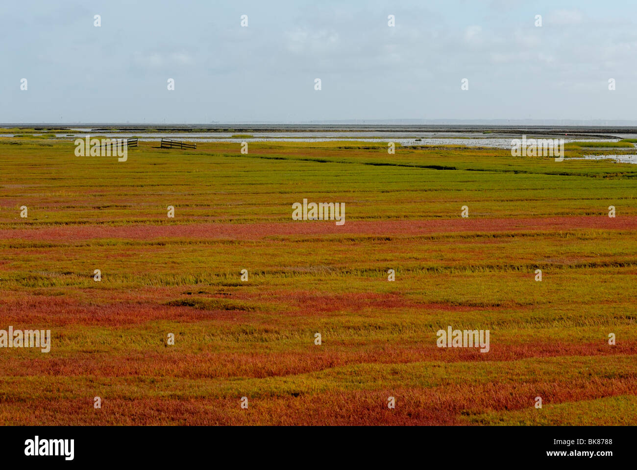 Salz-Sumpf, regional bekannt als Heller, Inge oder angeschaft, Pellworm, Nordfriesischen Inseln, Kreis Nordfriesland, Schleswig-Ho Stockfoto