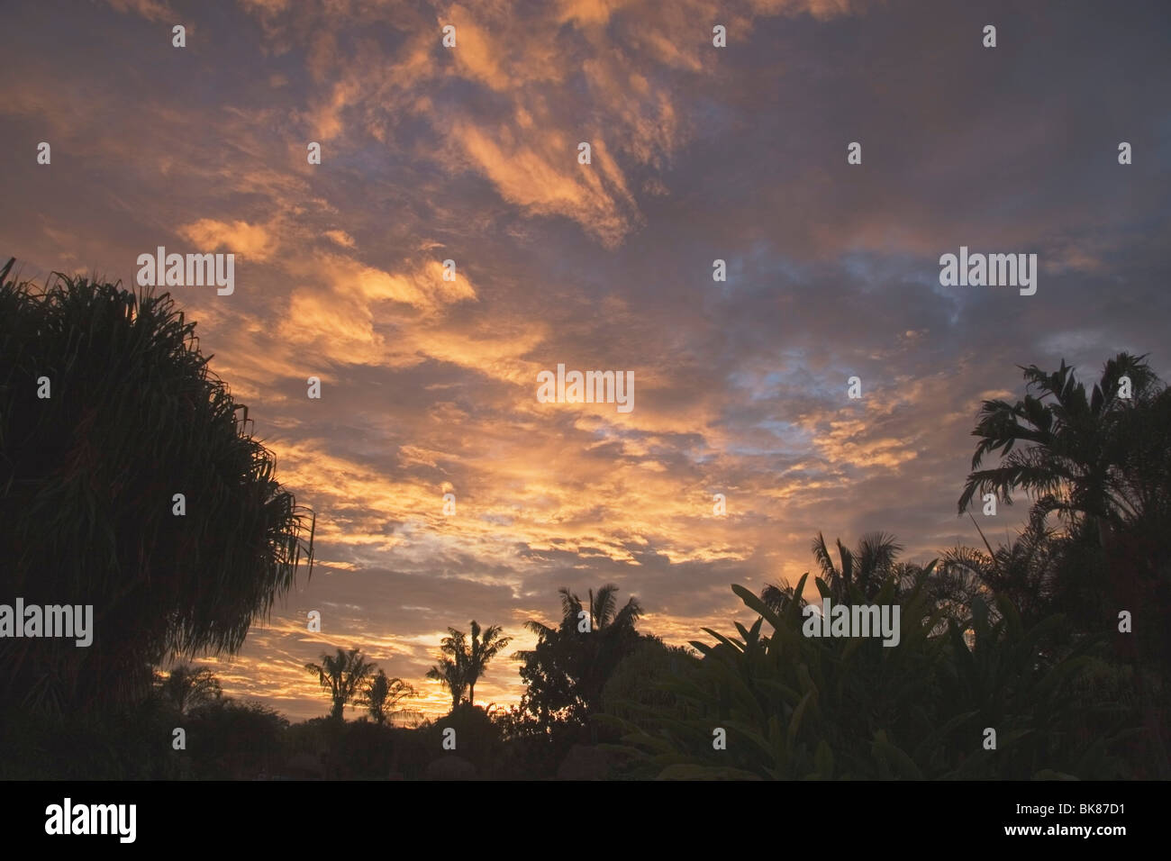 Palmen im Sonnenuntergang, Republik Costa Rica Stockfoto