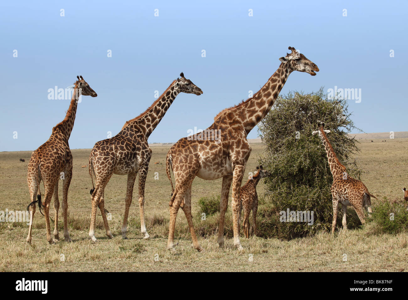 Giraffen (Giraffa Plancius) Essen Stockfoto