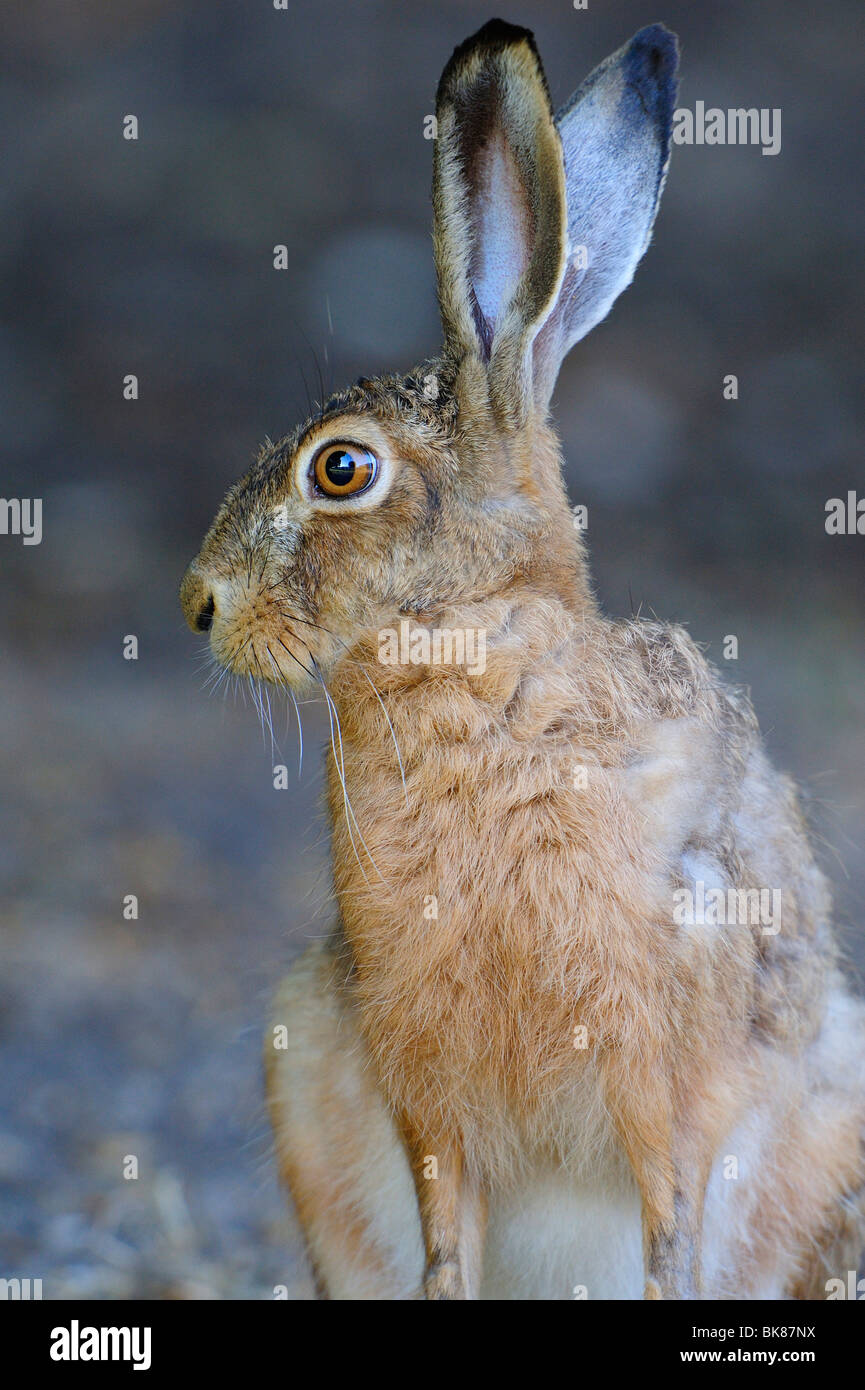 Feldhase oder brauner Hase (Lepus Europaeus) Stockfoto