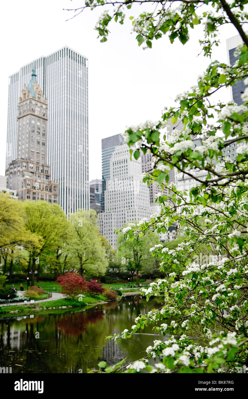 Central Park The Pond Spring Laub New York City // NEW YORK, New York, Vereinigte Staaten – der Teich im New Yorker Central Park spiegelt die lebhaften Farben des Frühlings wider, mit blühenden Bäumen und frischem Laub rund um das ruhige Wasser. Im Hintergrund erhebt sich die berühmte Skyline von Manhattan über dem Park und schafft einen eindrucksvollen Kontrast zwischen der natürlichen Oase und der urbanen Landschaft von Midtown. Stockfoto