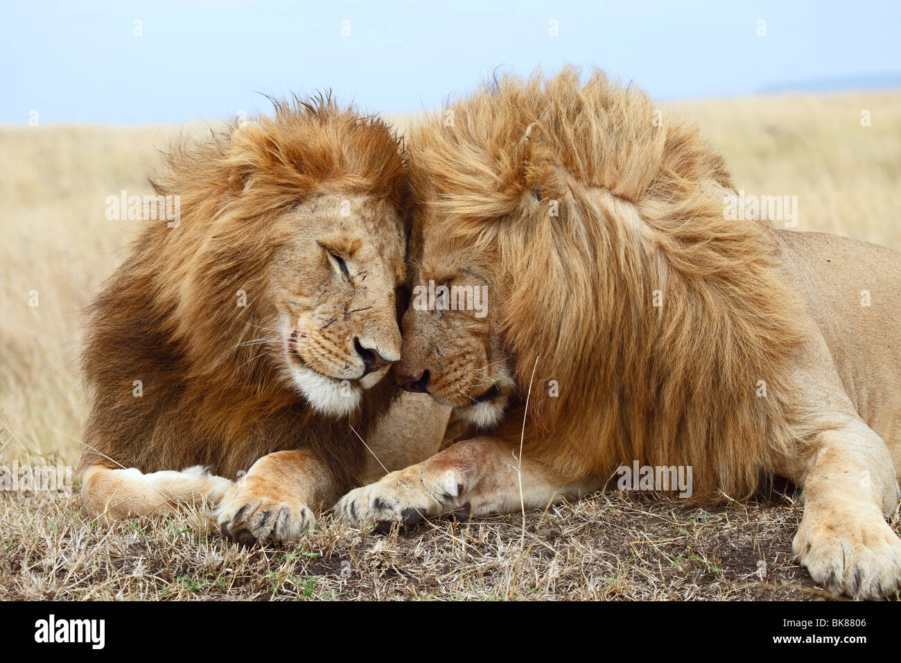 Löwen (Panthera Leo), Zuneigung Stockfoto