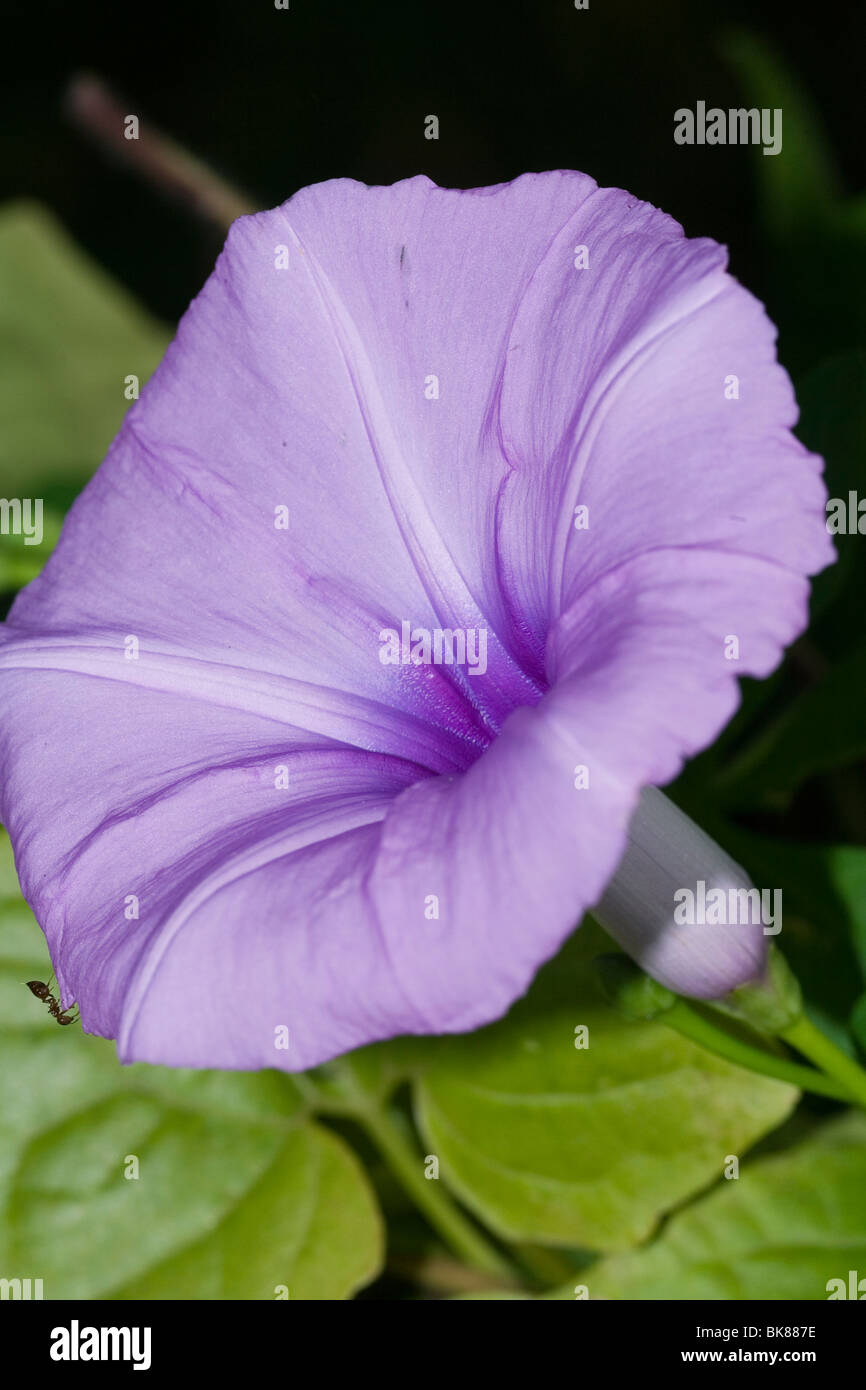 Malve Endivie Ackerwinde Convolvulus Althaeoides blühende Pflanze Stockfoto