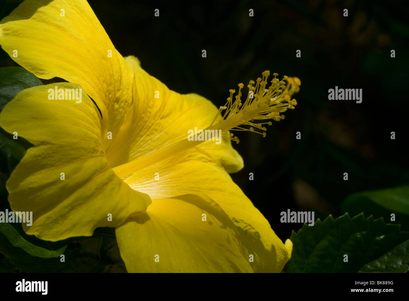 Hibiscus Rosa Sinensis Blume oder lokal als chembarathi Stockfoto