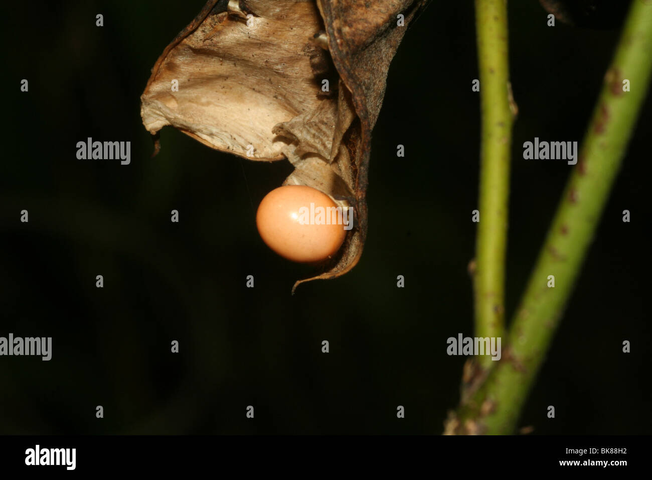 Samen von einem wilden Creeper suchen genau wie ein Enten-Ei Stockfoto