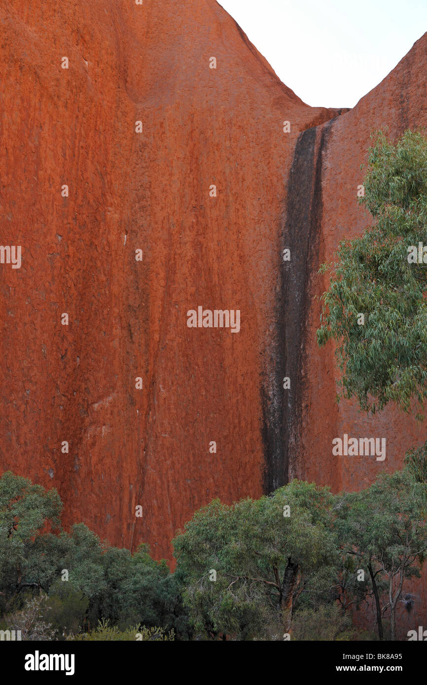 Bäume vor der Felswand, Ayers Rock, Uluru-Kata Tjuta National Park, Uluru, Northern Territory, Australien Stockfoto