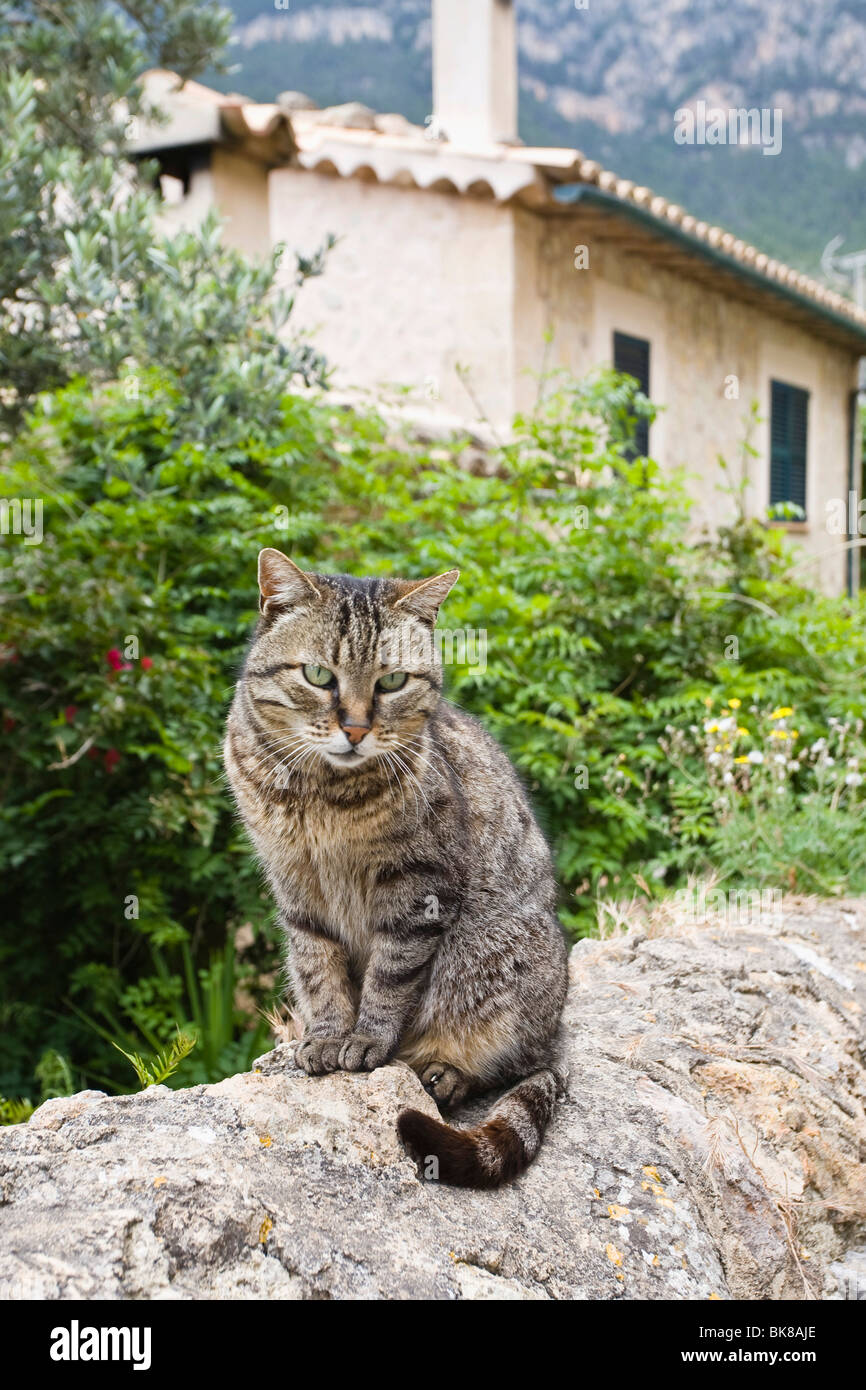 Katze sitzt auf einer Mauer in Deià, Mallorca, Mallorca, Balearen, Spanien, Europa Stockfoto