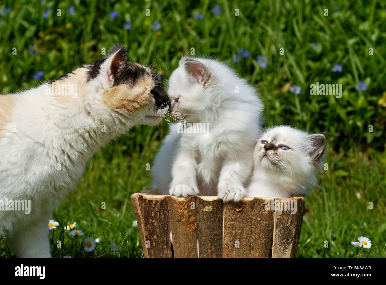 Zwei Birma Kätzchen in einem Blumenkasten, Gruß eine Erwachsene Katze Stockfoto