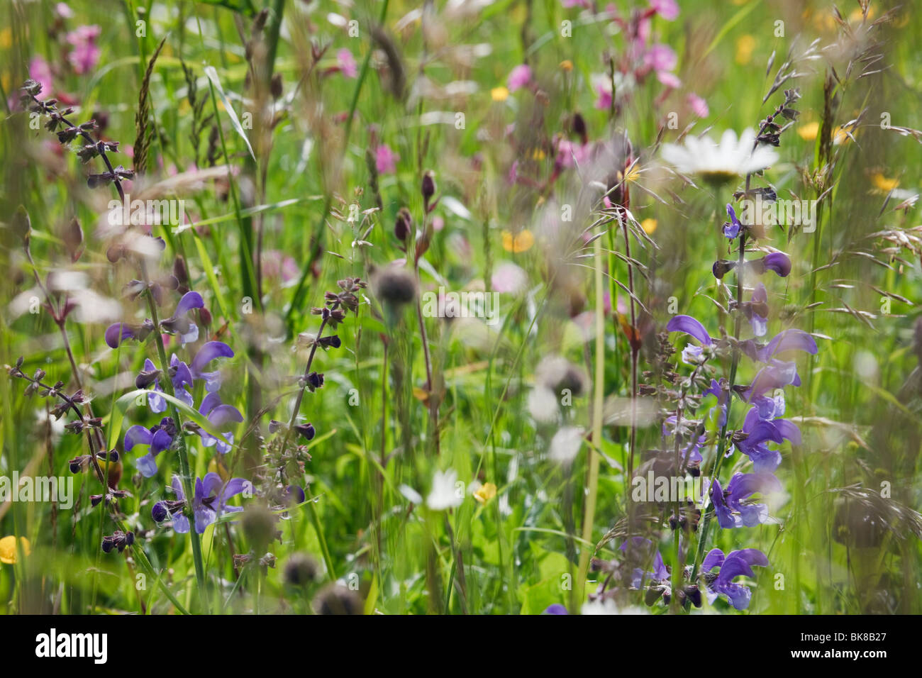 Europa. Wiese Salbei (Salvia Pratensis) wächst mit Wilde Gräser und Blumen in eine Wildblumenwiese Stockfoto