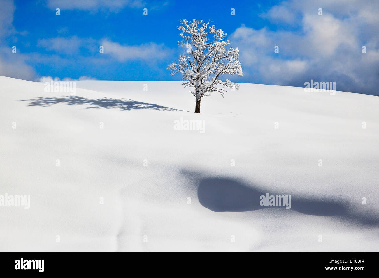 Einzelnen Laubbaum und verschneite Ebene mit Schatten, Bayern, Deutschland, Europa Stockfoto