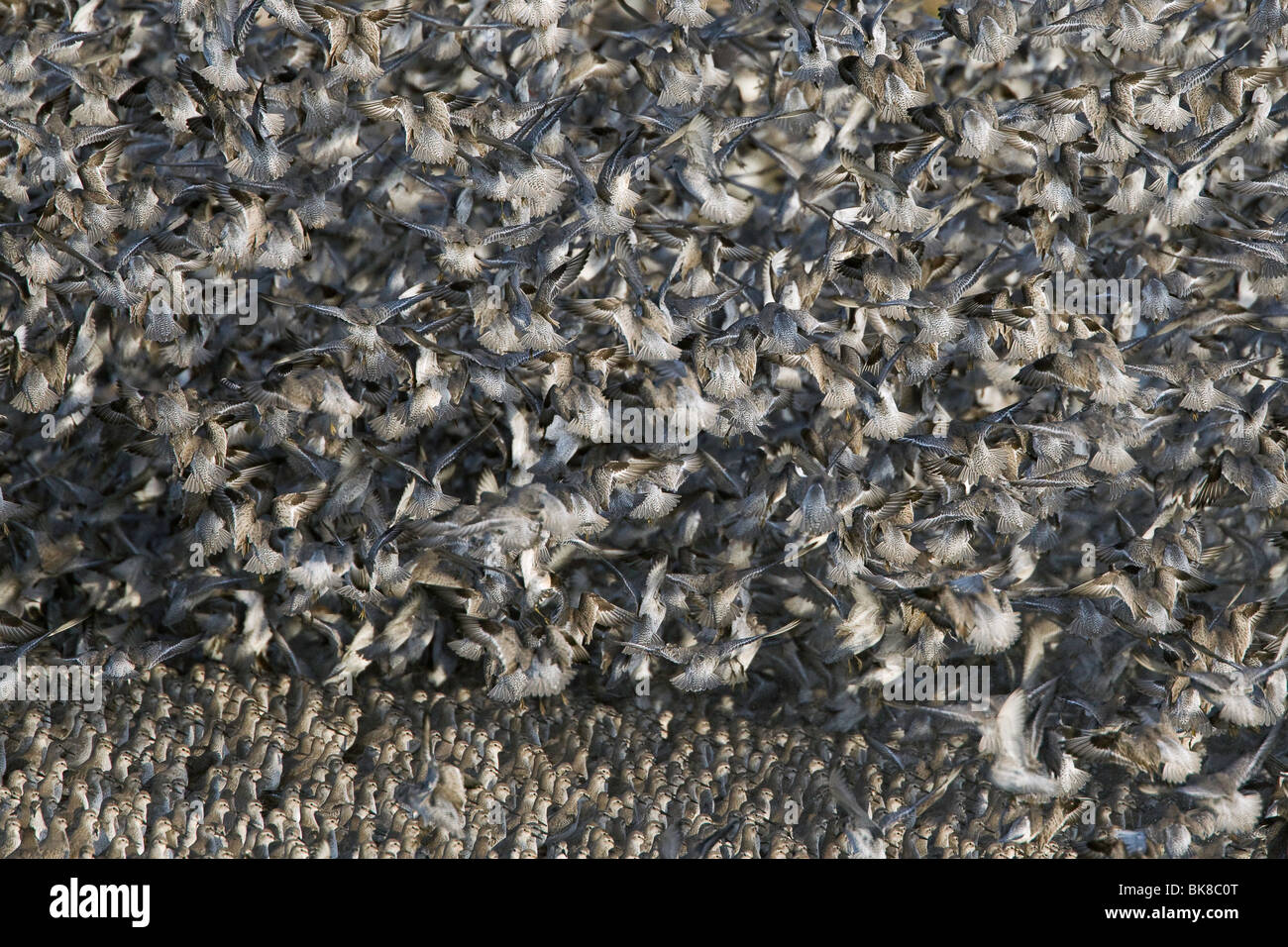 Knoten heben ab Stockfoto